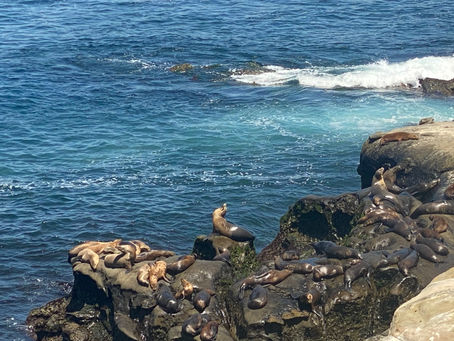 Seals and Sea Lions in La Jolla: When and Where to See Them