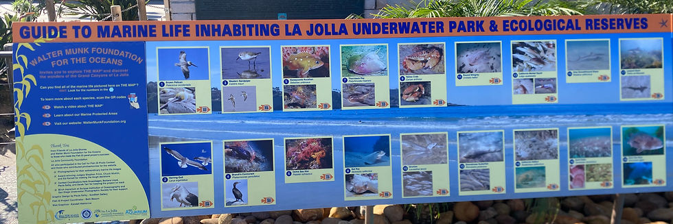 guide to marine life at la jolla underwater park