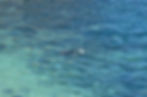 Snorkelers exploring the clear waters of La Jolla Cove in San Diego
