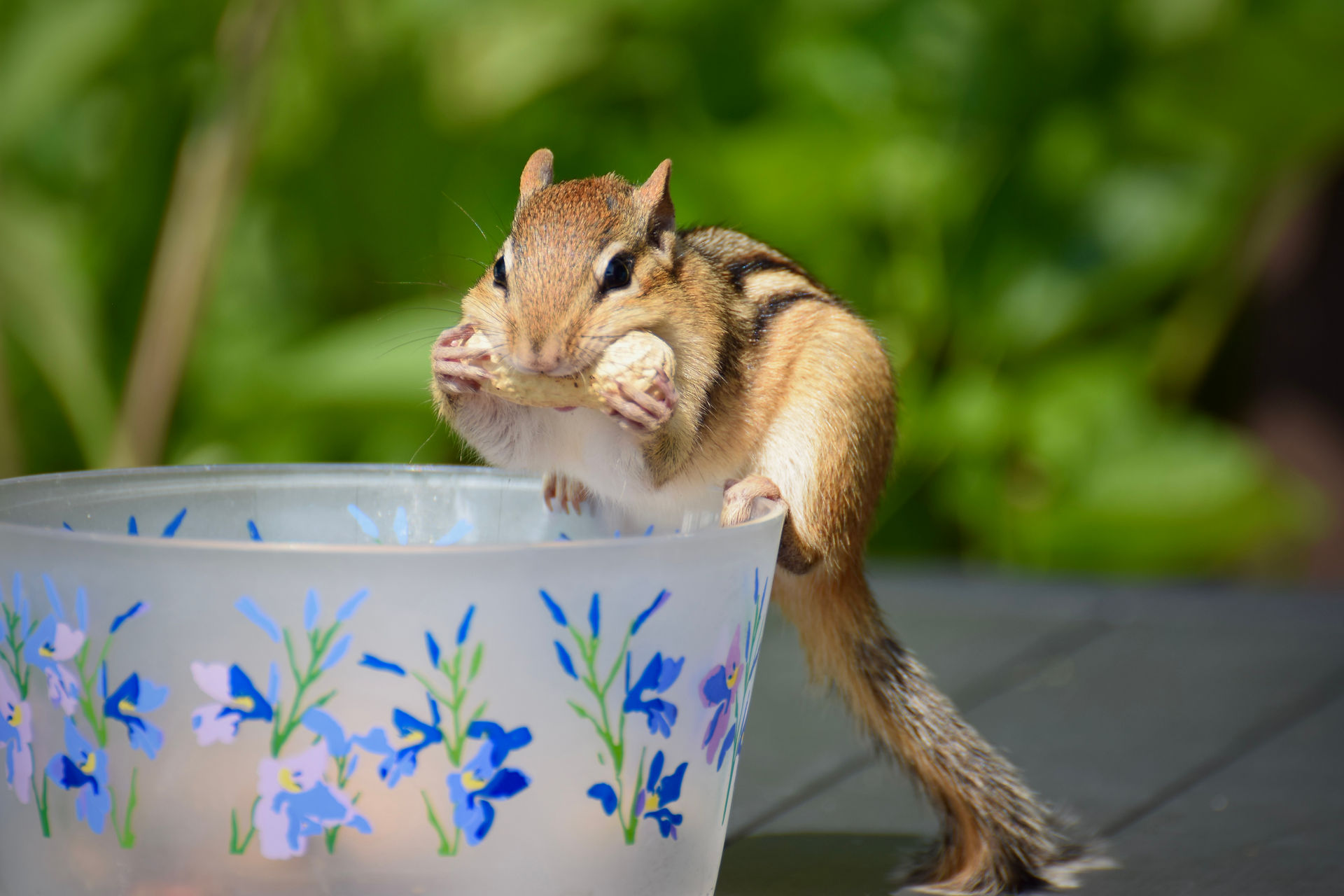 Eastern Chipmunk