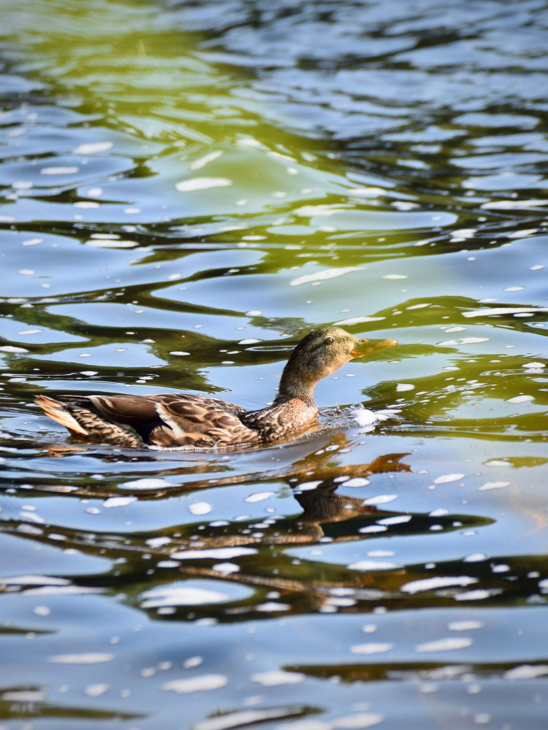 Mallard