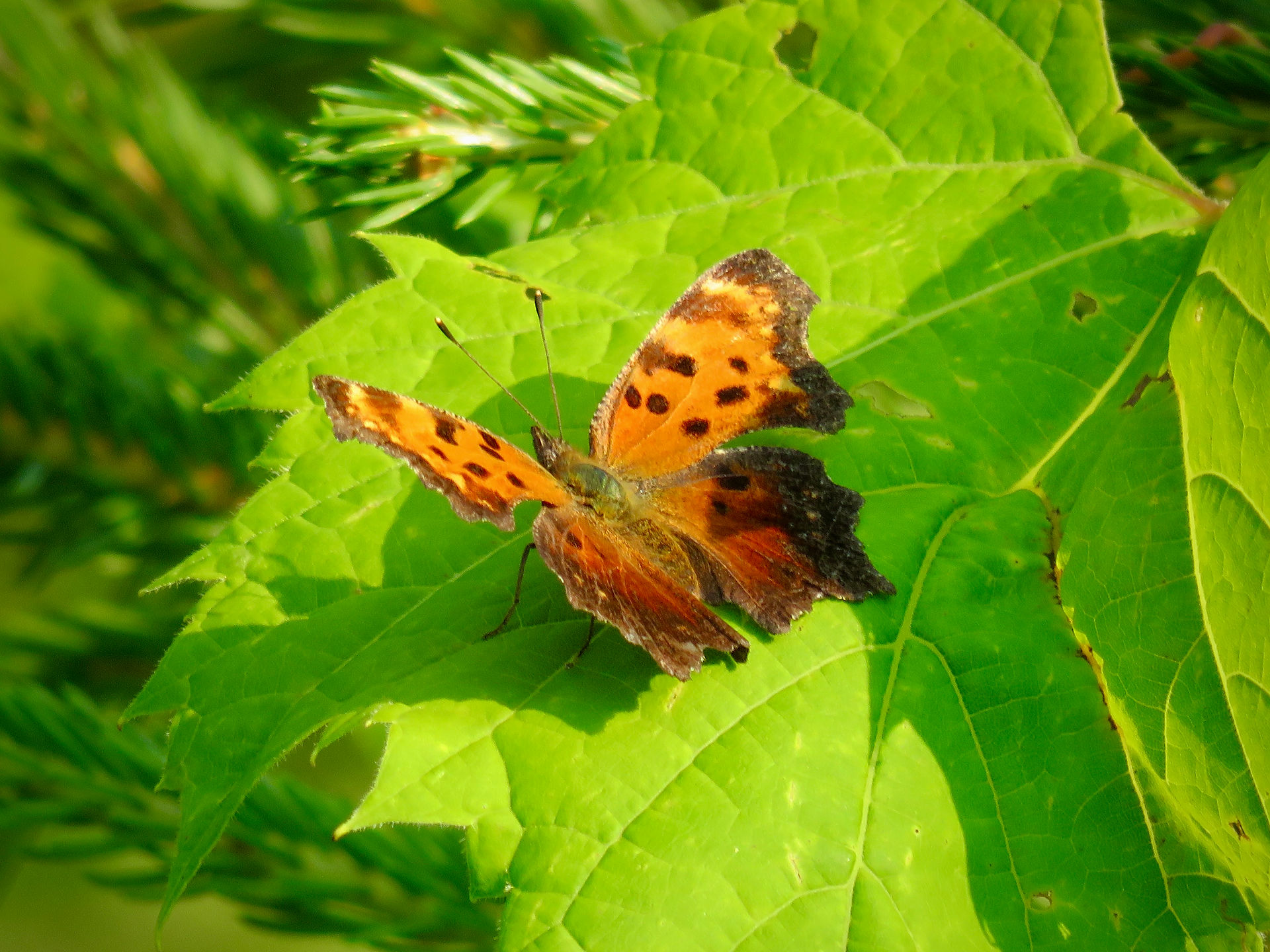 Question Mark Butterfly