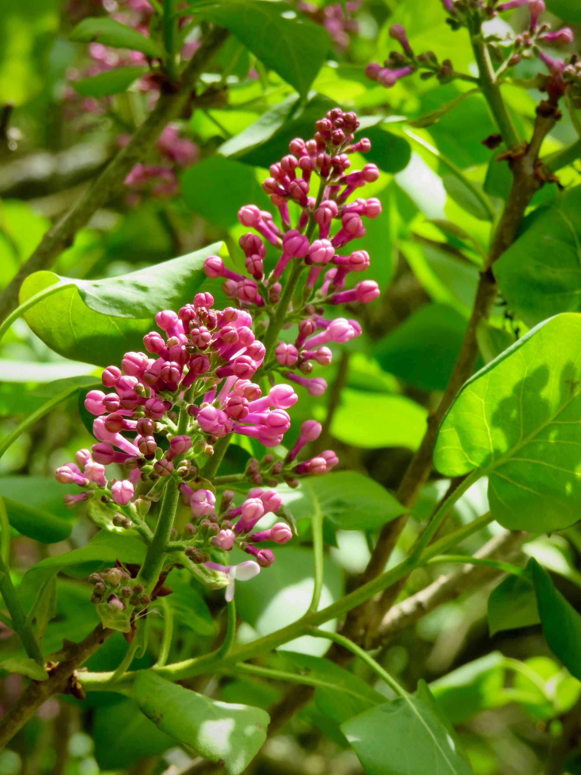 Lilac variety