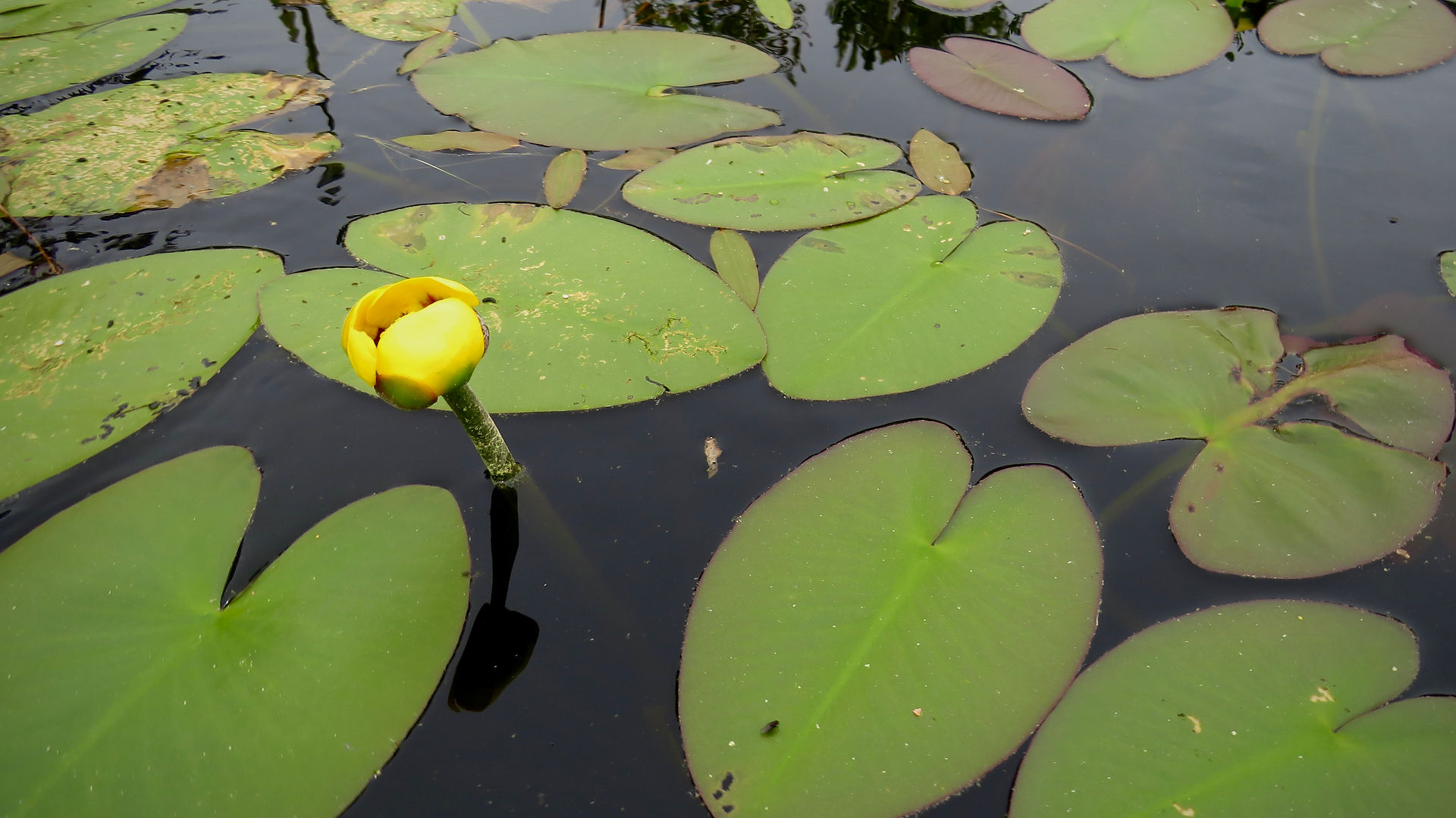 Water Lily flower sprouting from water