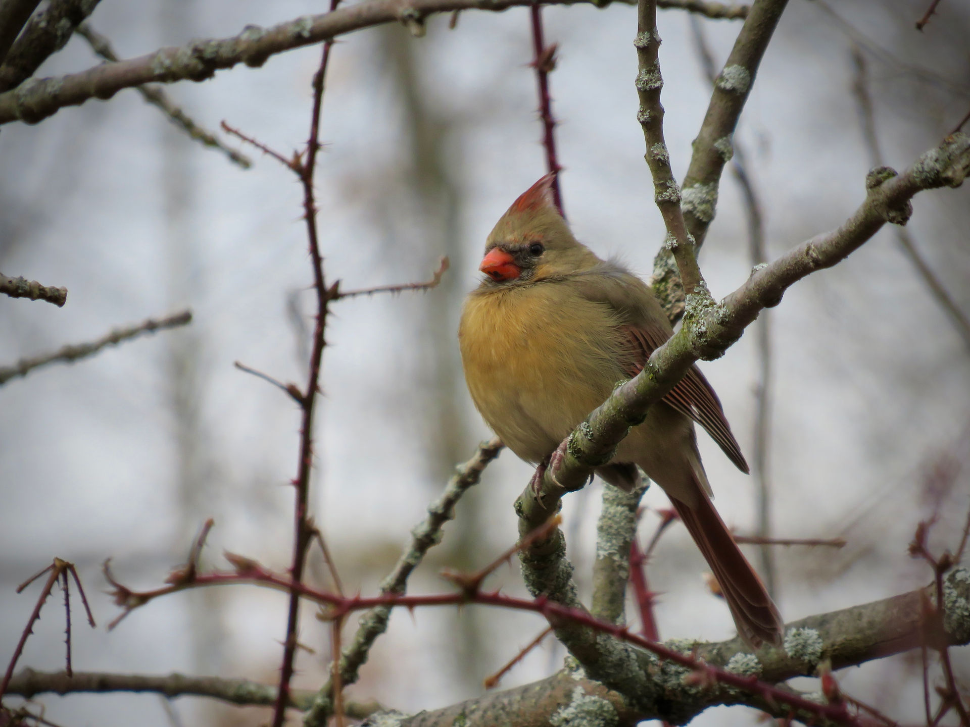 Northern cardinal (f)