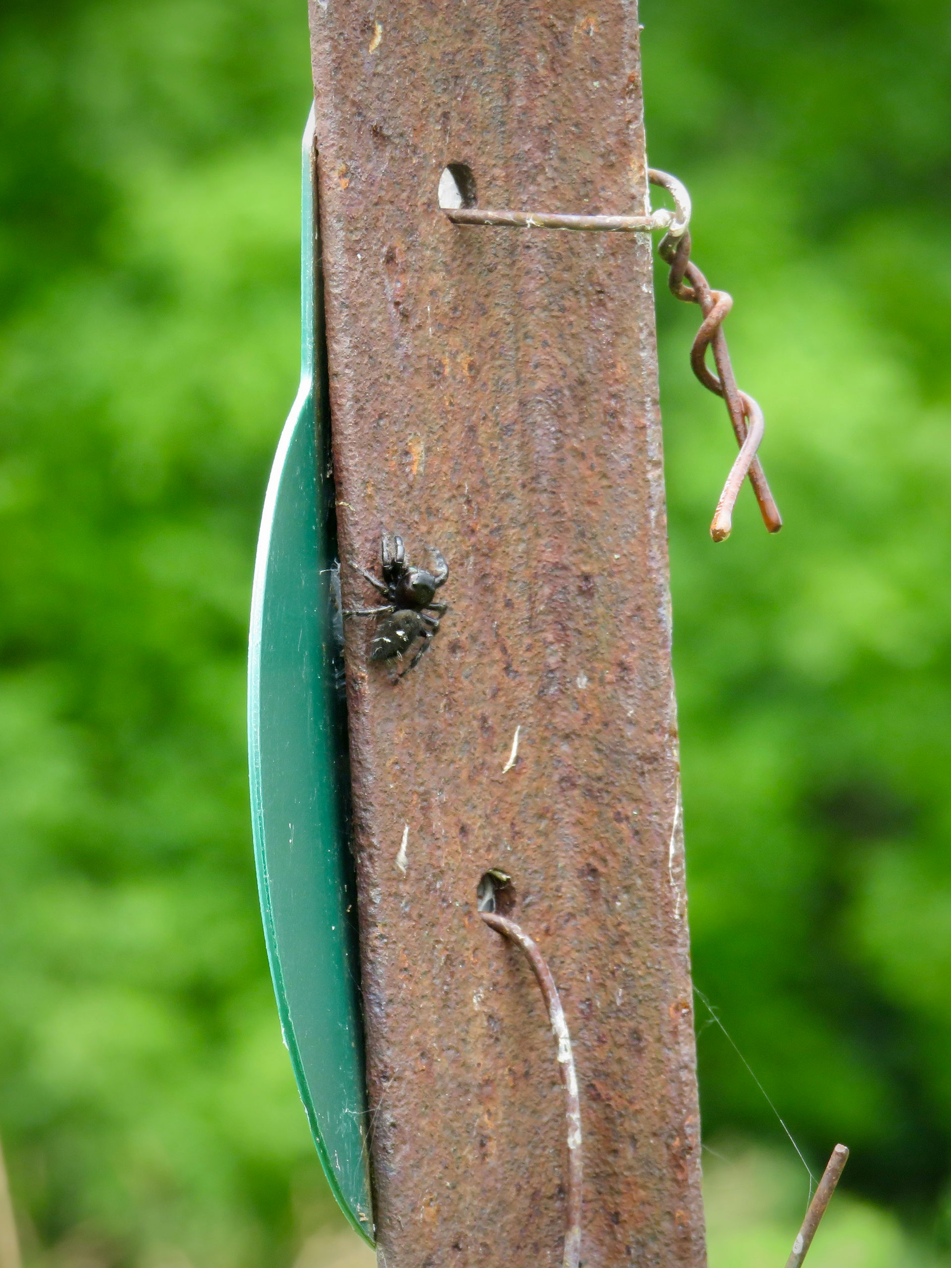 Jumping Spider