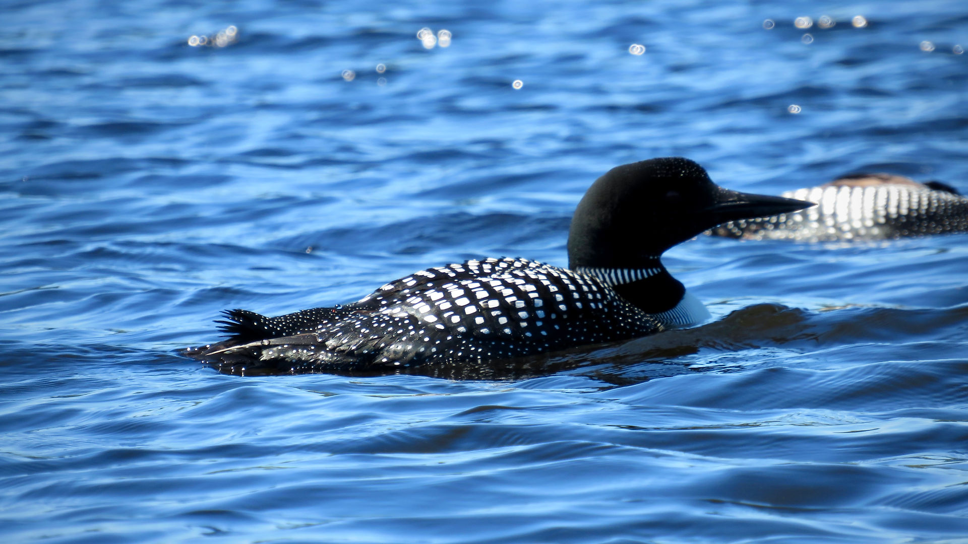 Common Loon