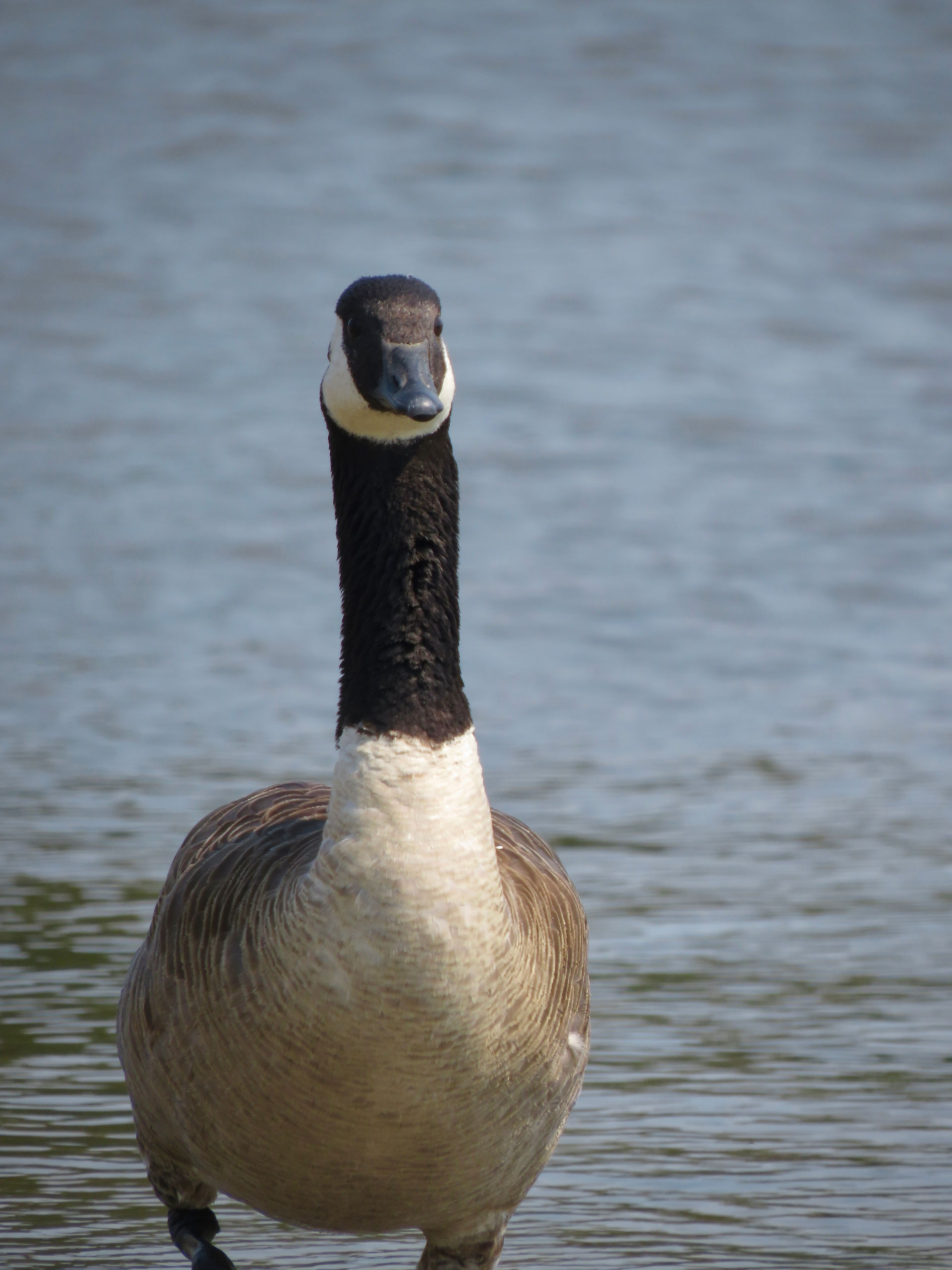 Canada Goose