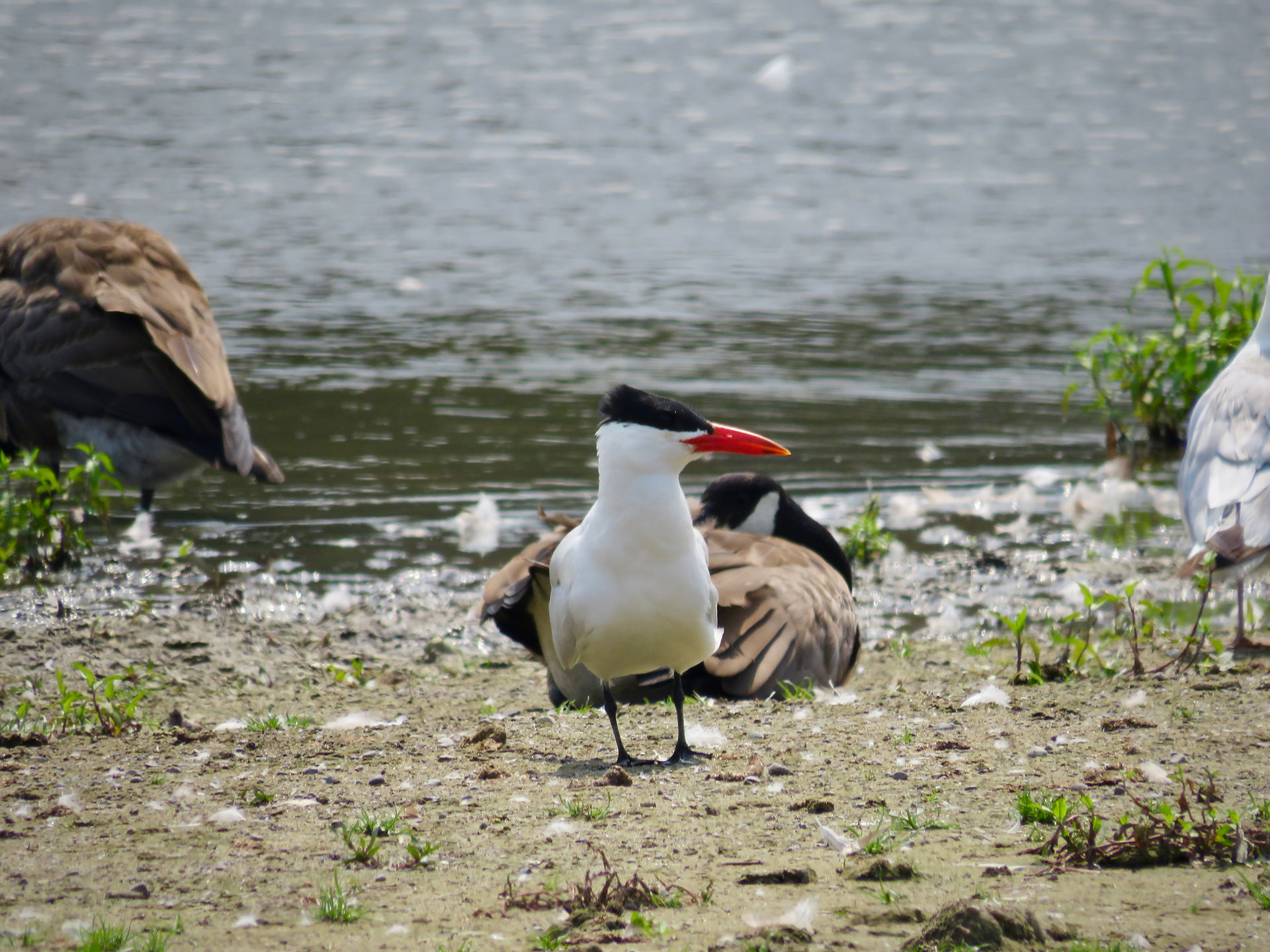 Caspian Tern
