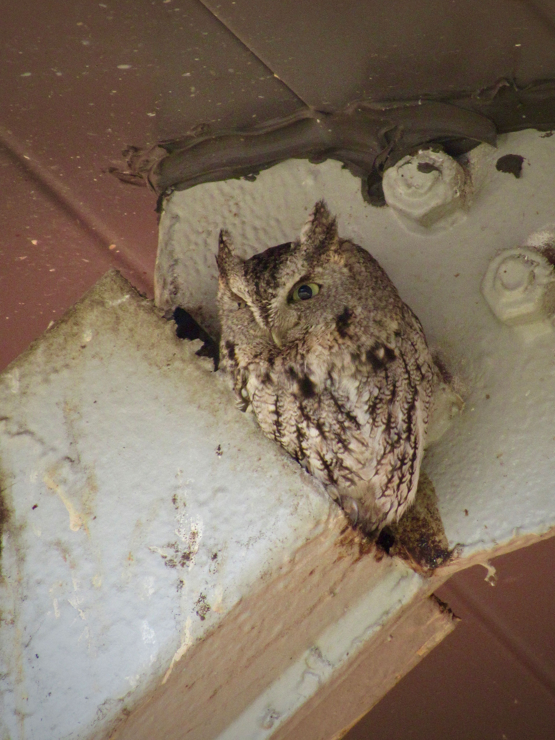Eastern screech owl