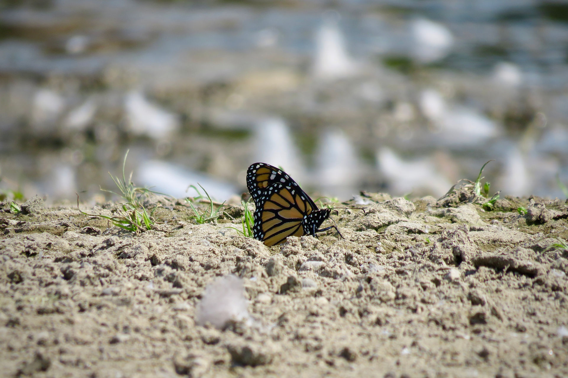 Monarch