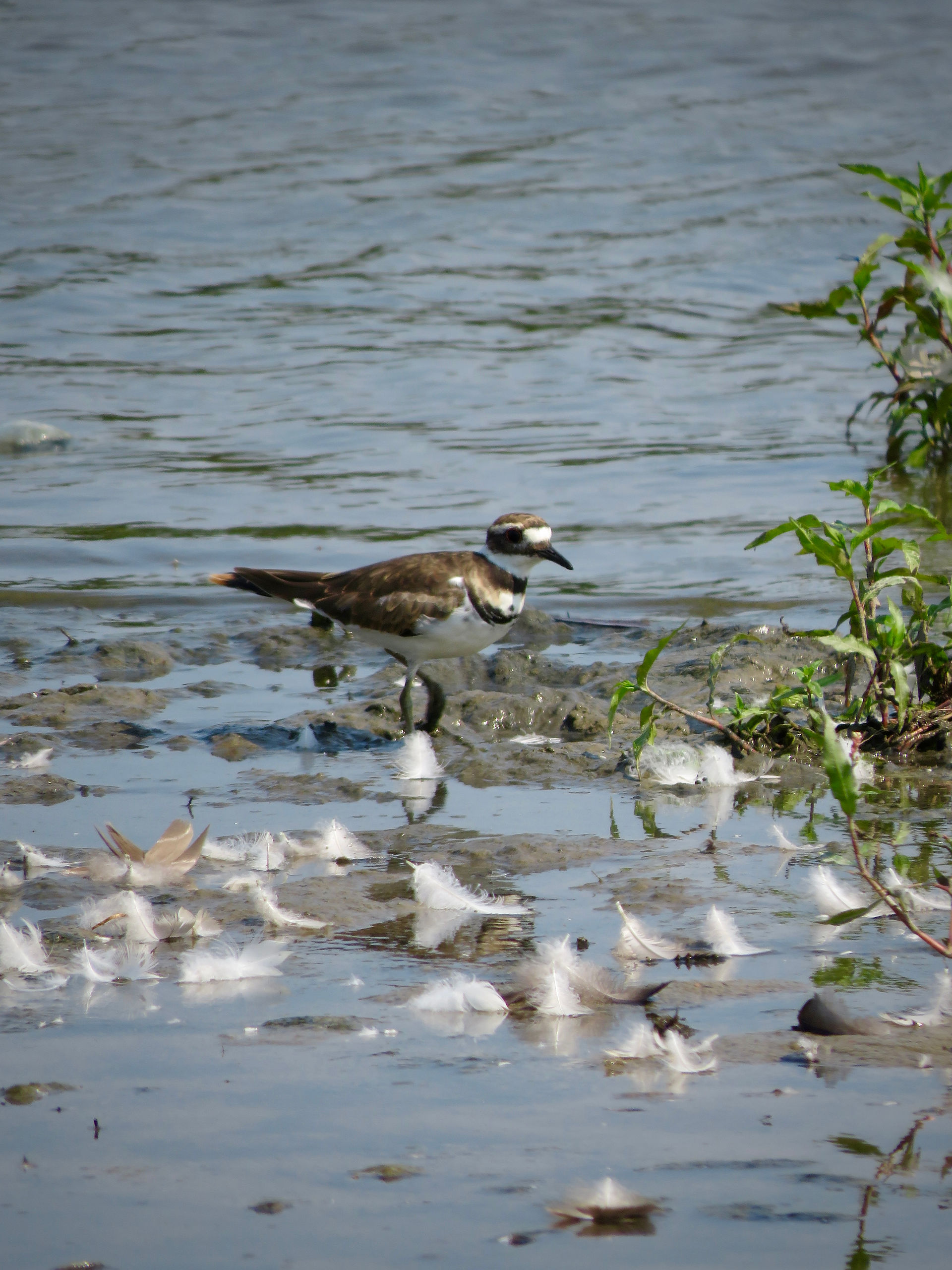 Semipalmated Plover