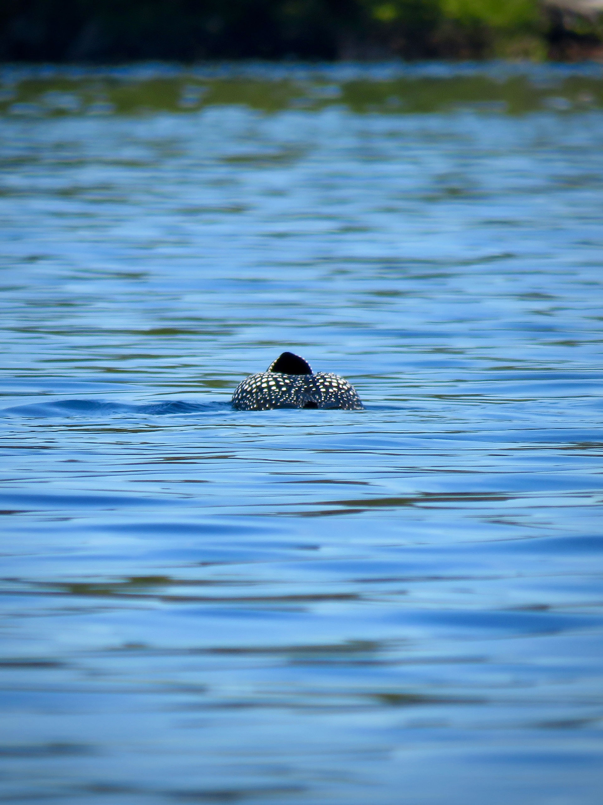 Back of a Common Loon