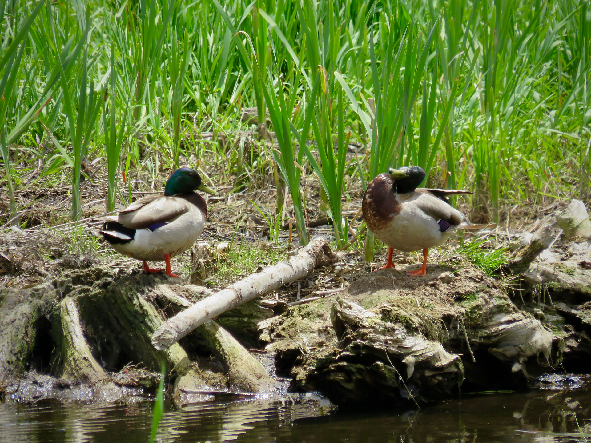 Mallards (two males)