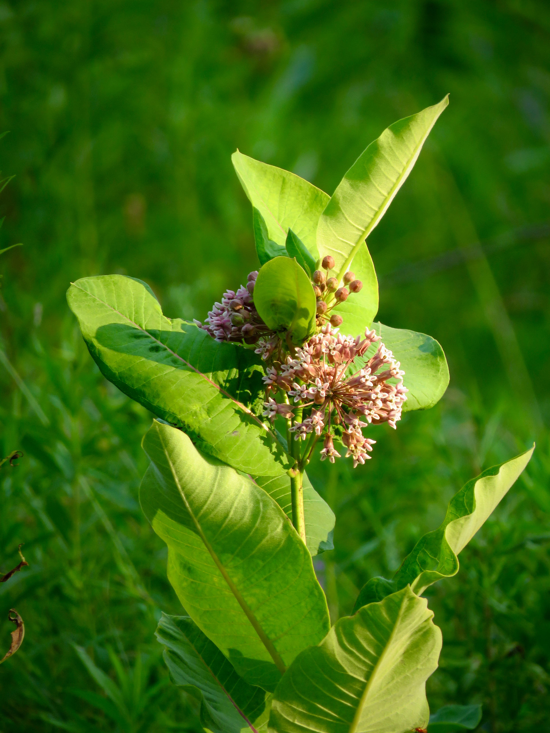 Common Milkweed