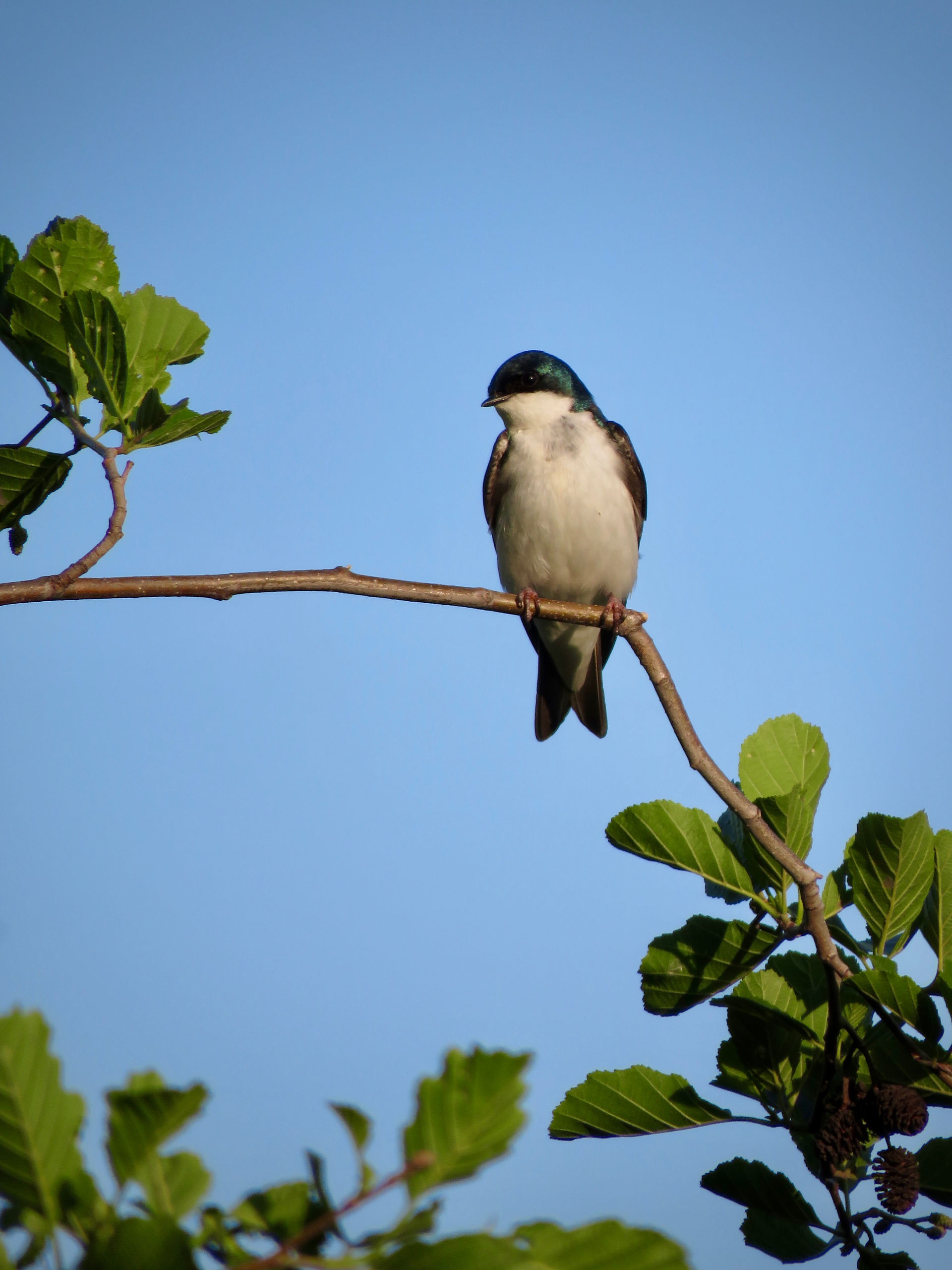 Tree Swallow