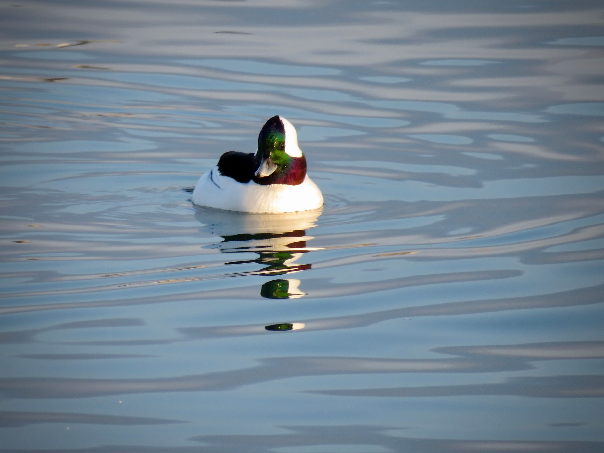 Bufflehead