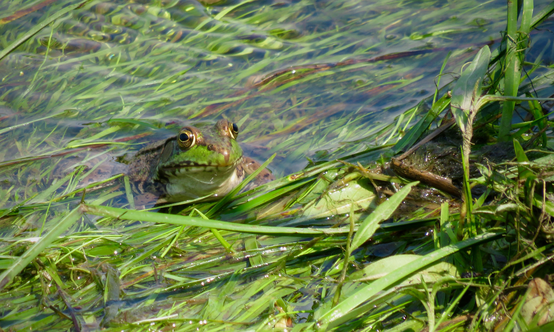 Green Frog
