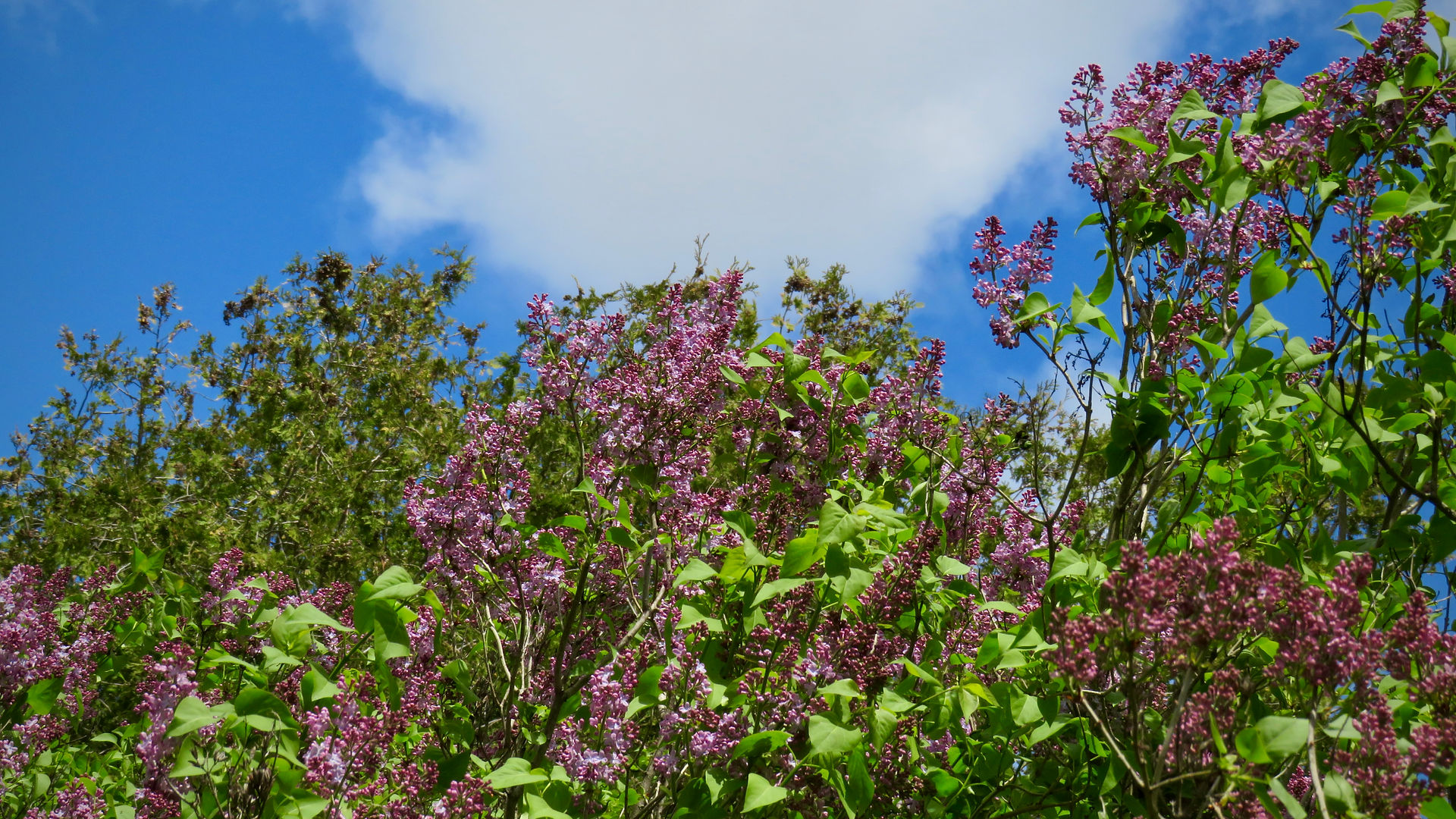 Lilac variety