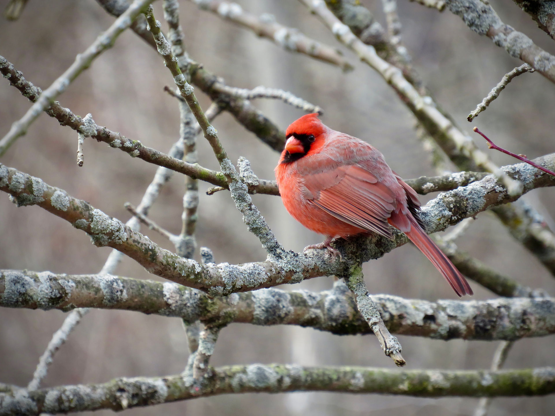 Northern cardinal (m)