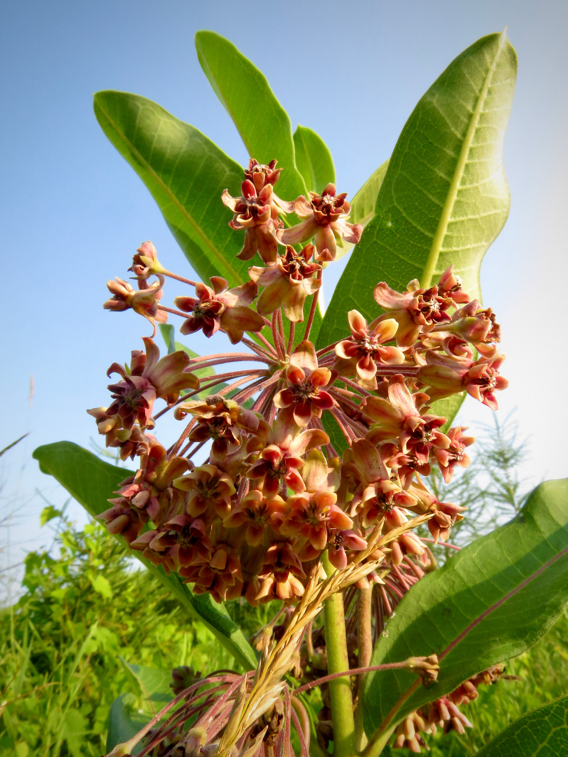Common Milkweed