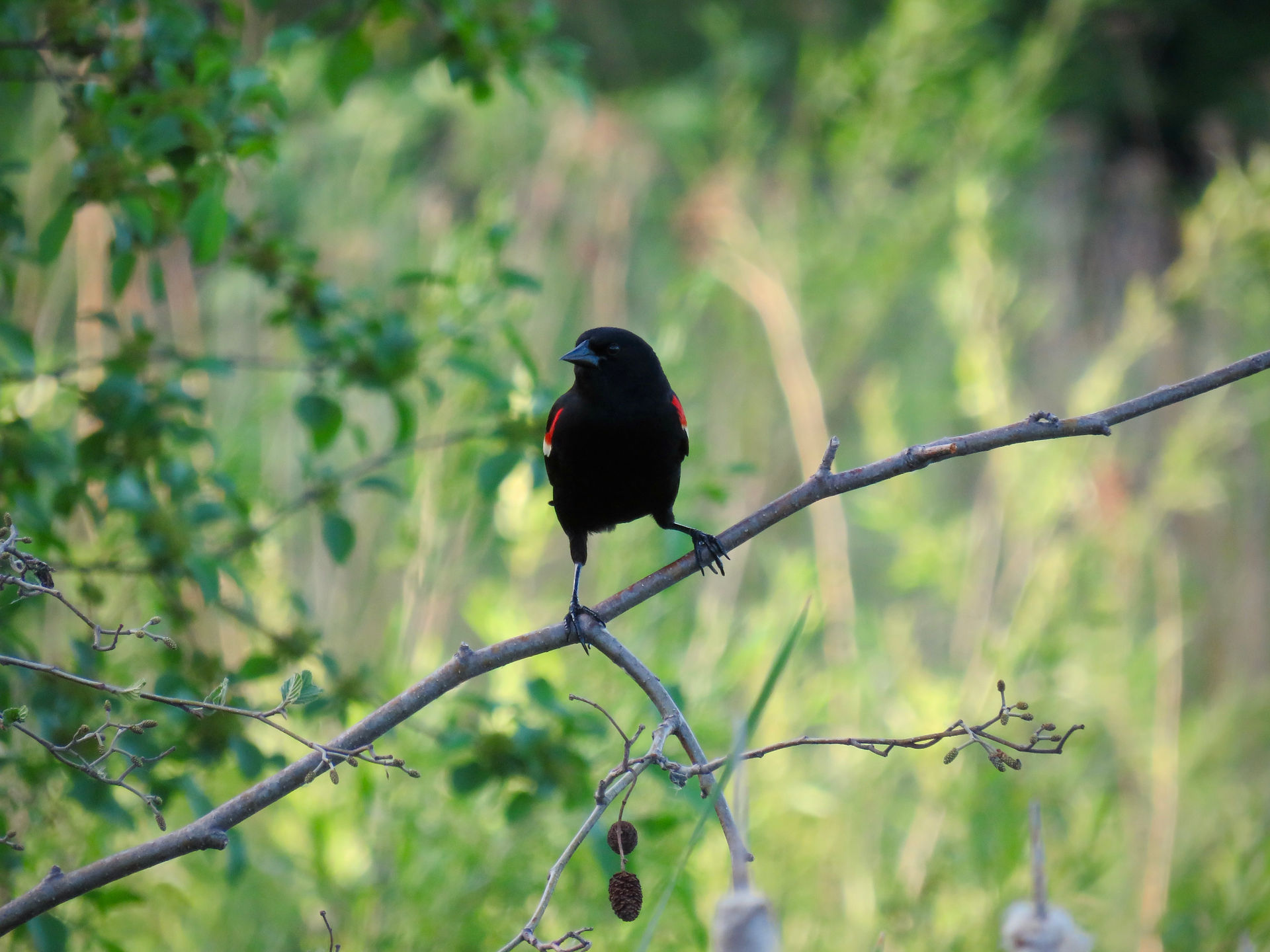Red-winged Blackbird