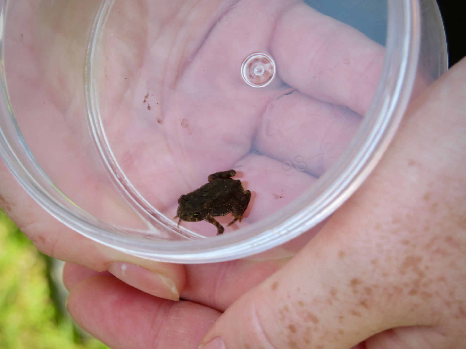 American Toad