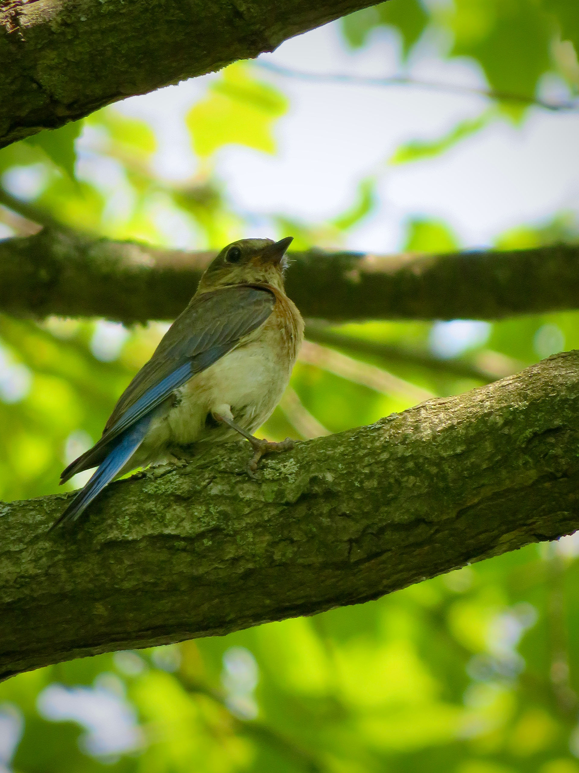 Eastern Bluebird