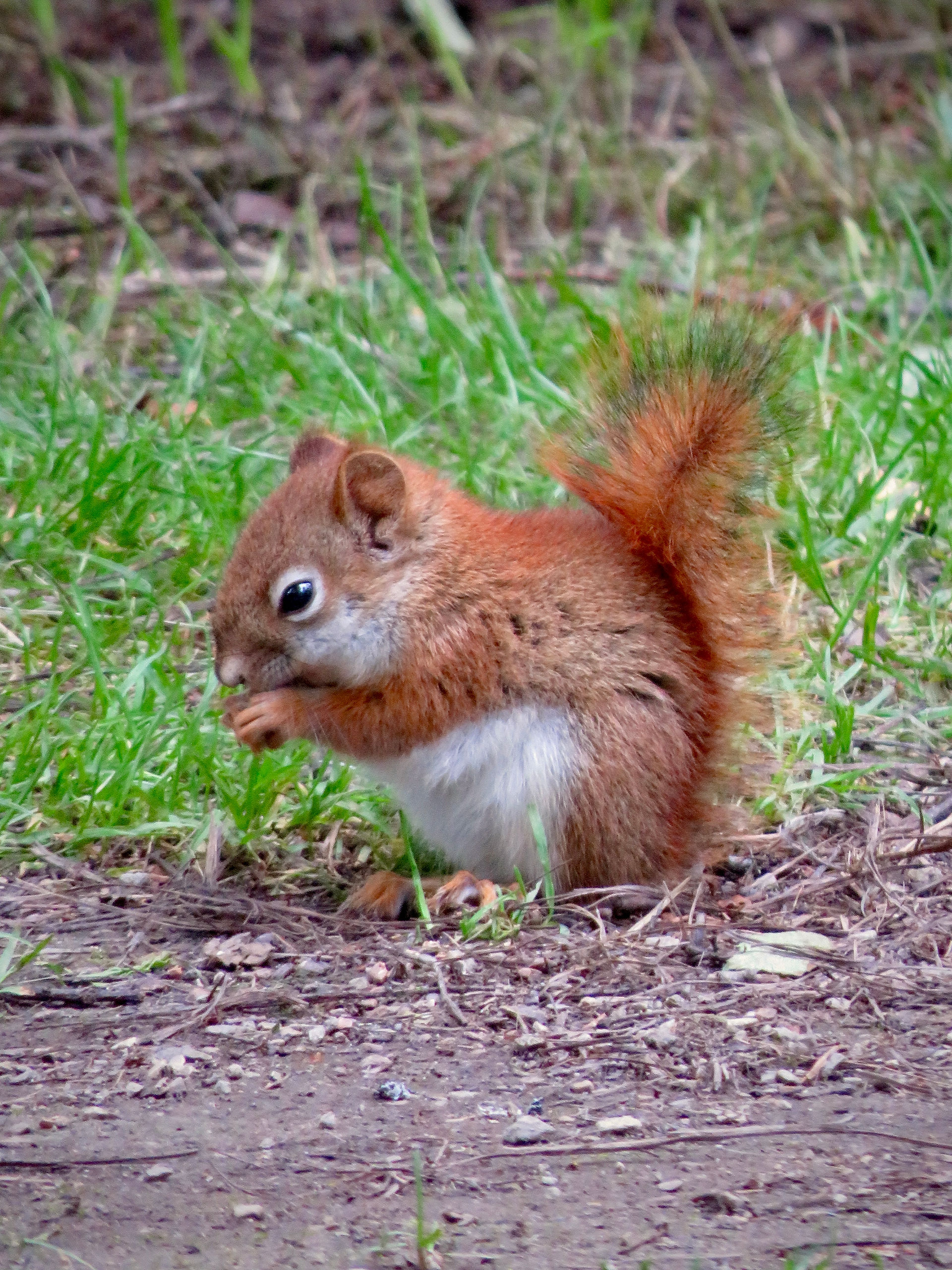Red Squirrel