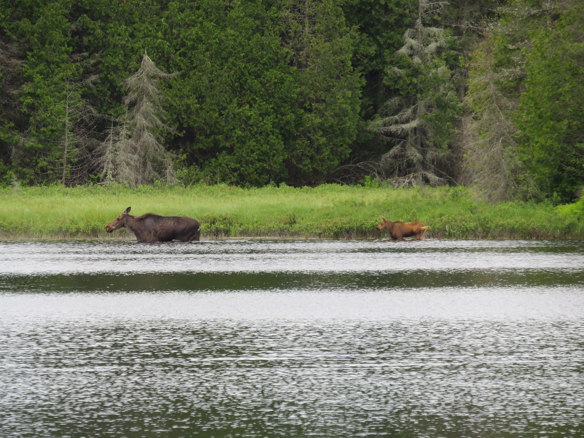 Eastern Moose (mom and calf)
