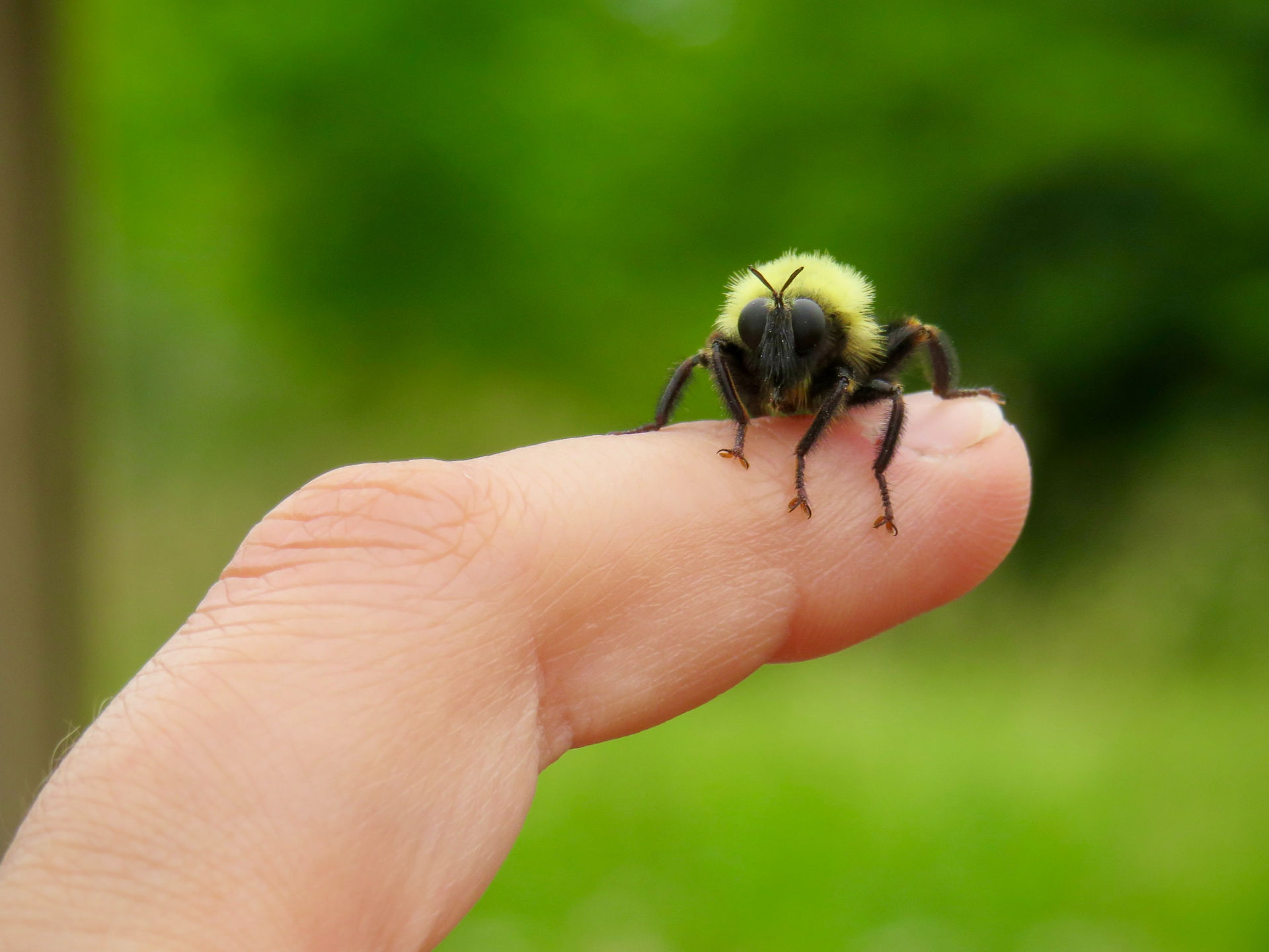 Robber Fly