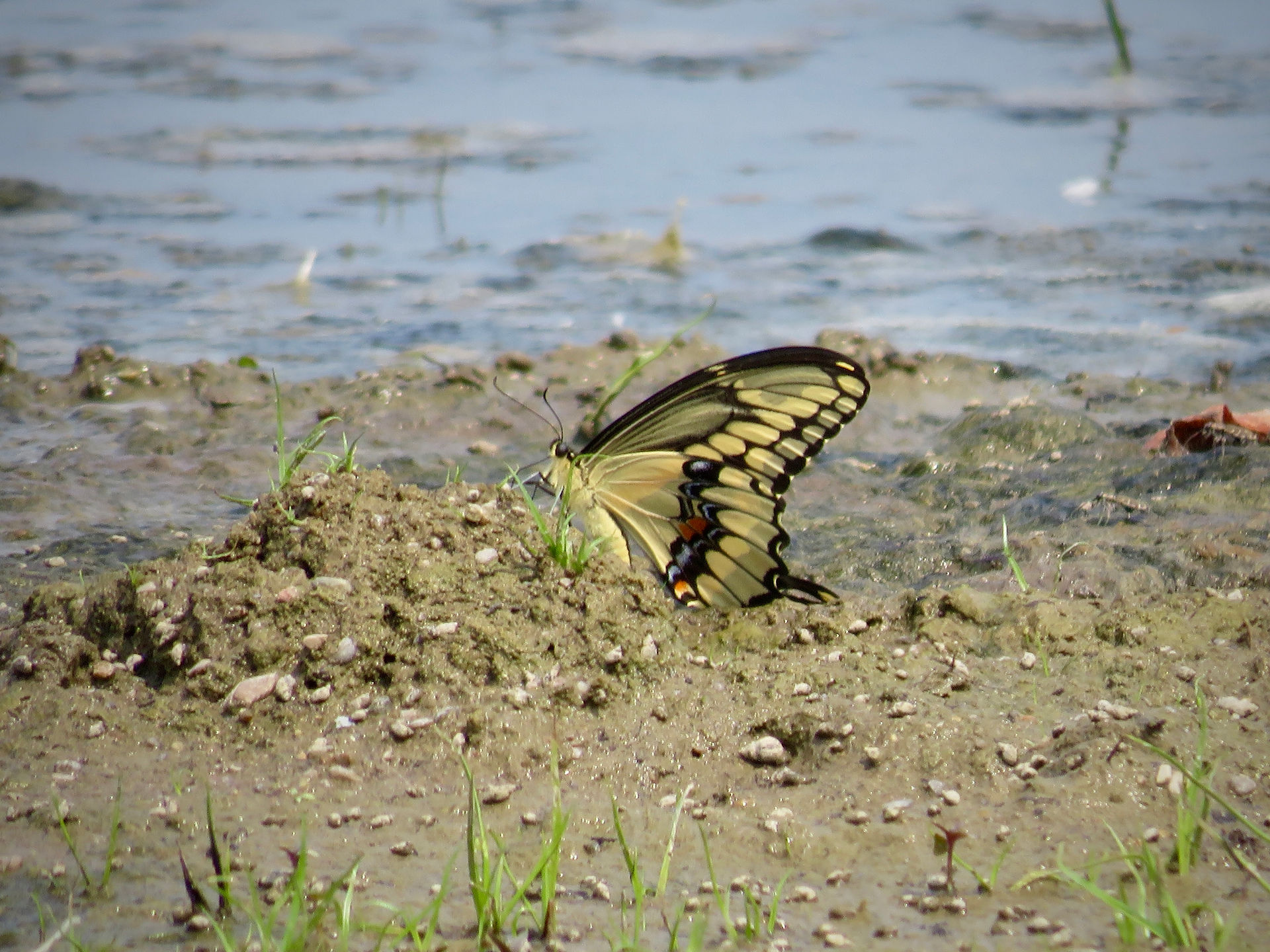 Giant Swallowtail