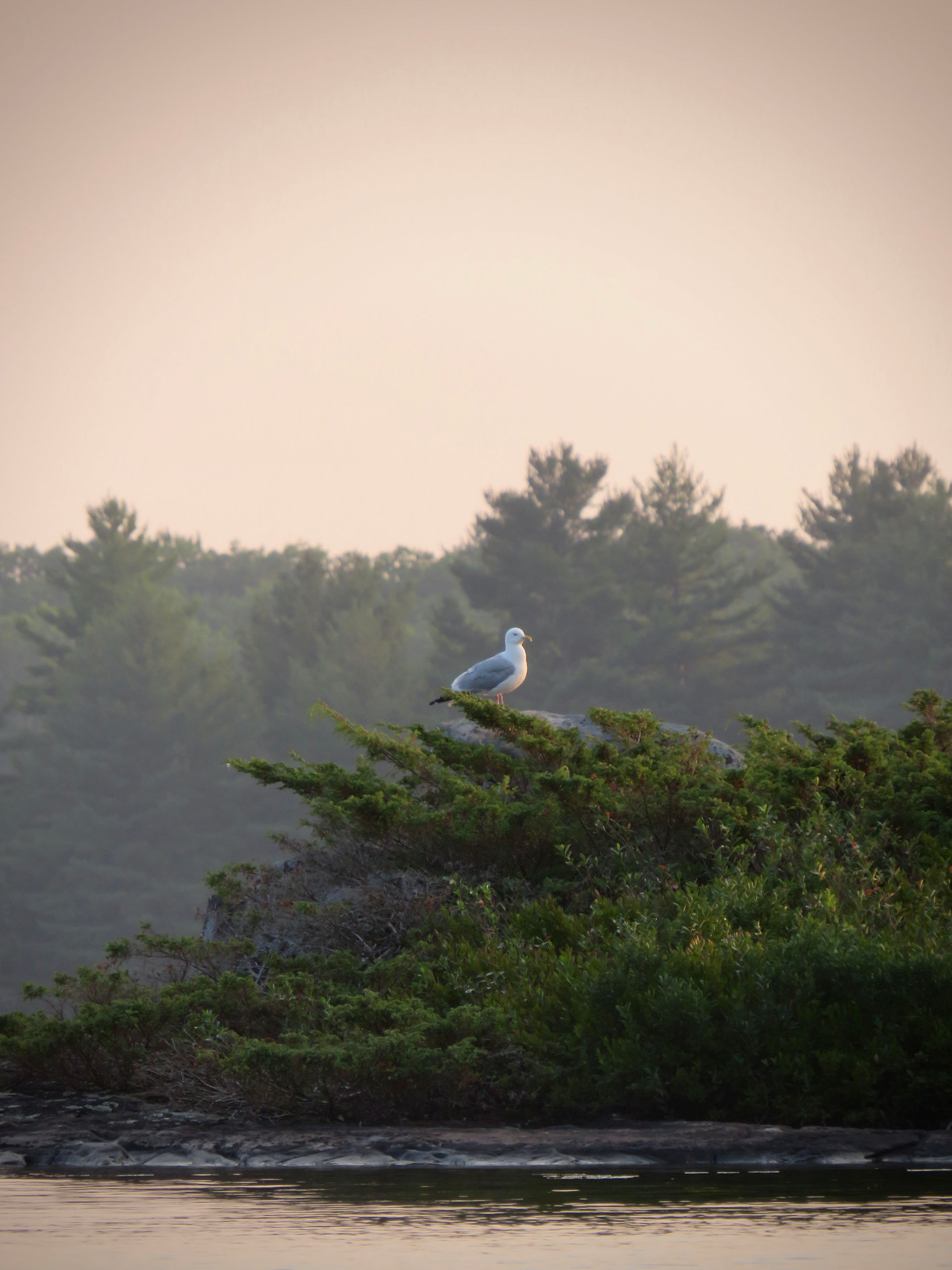 Ring-billed Gull