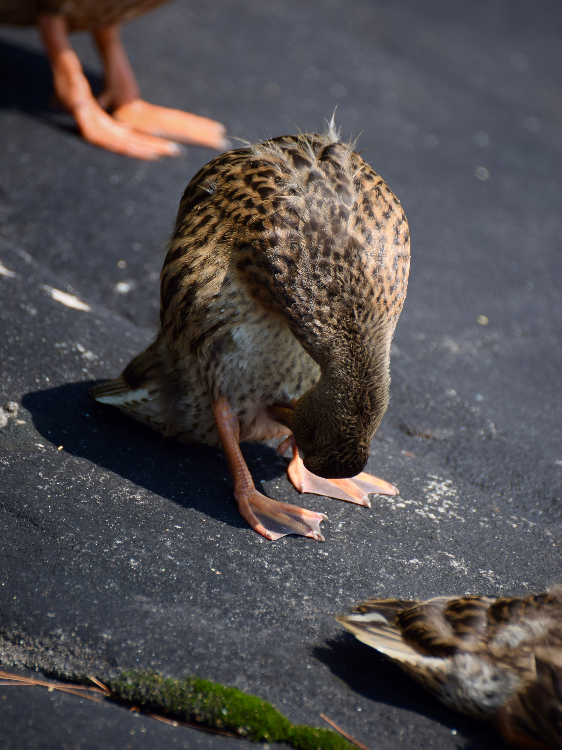 Juvenile Mallard