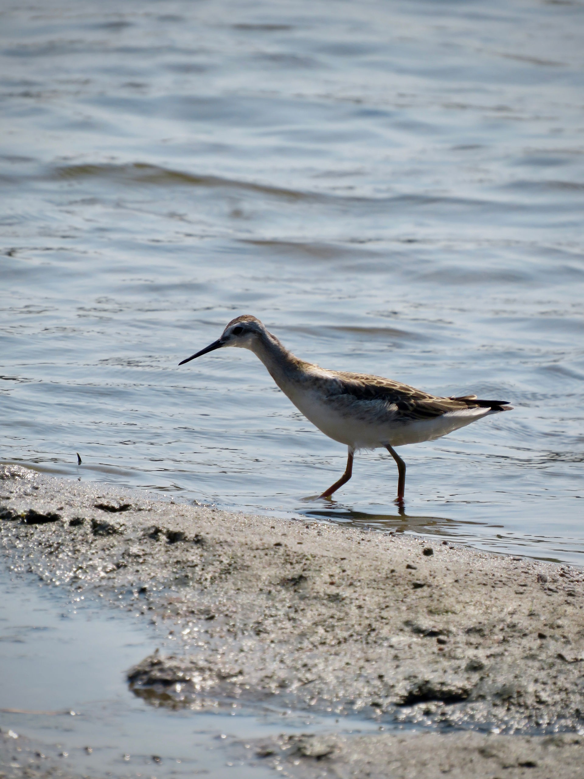 Wilson's Phalarope