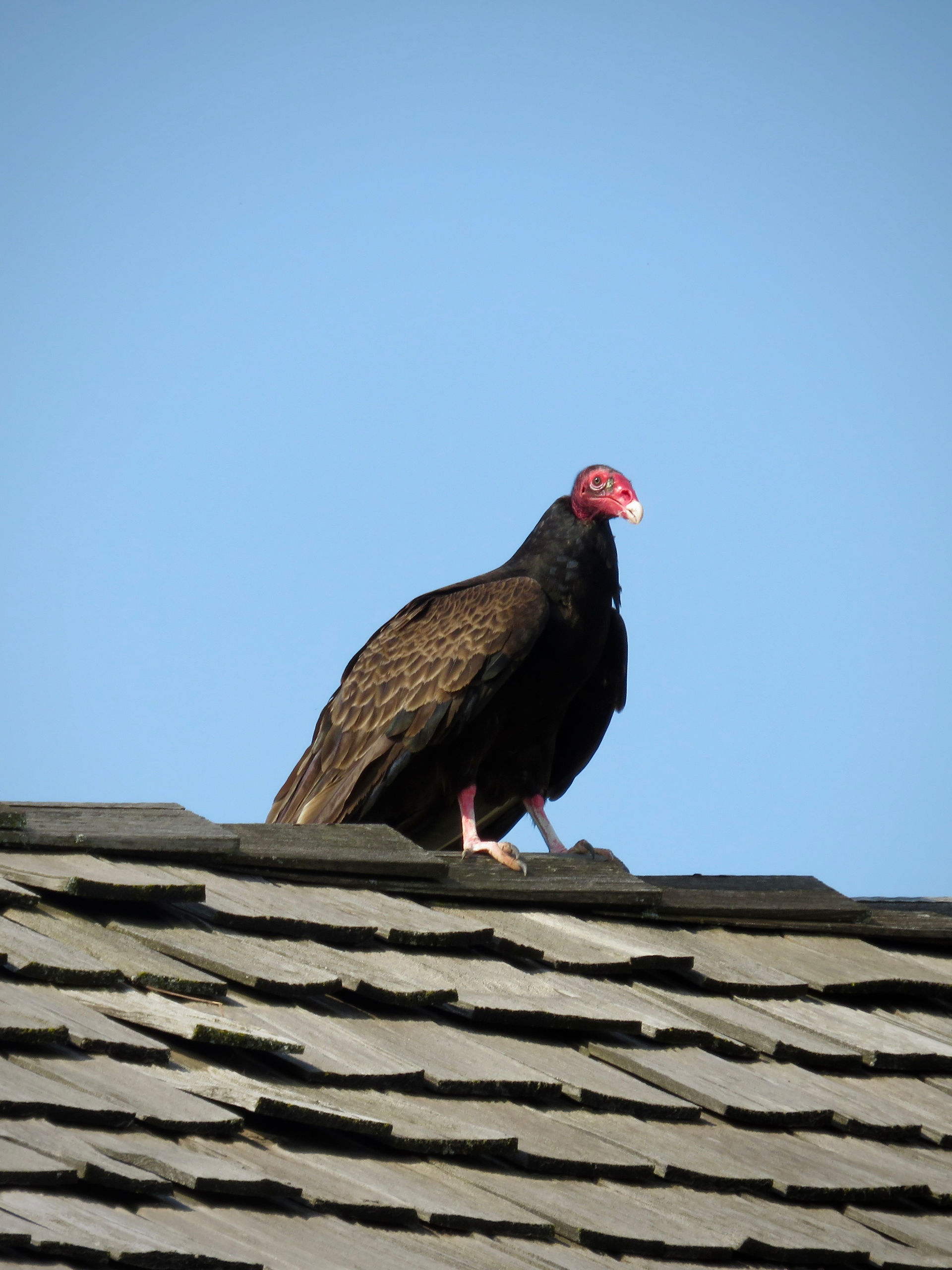 Turkey Vulture