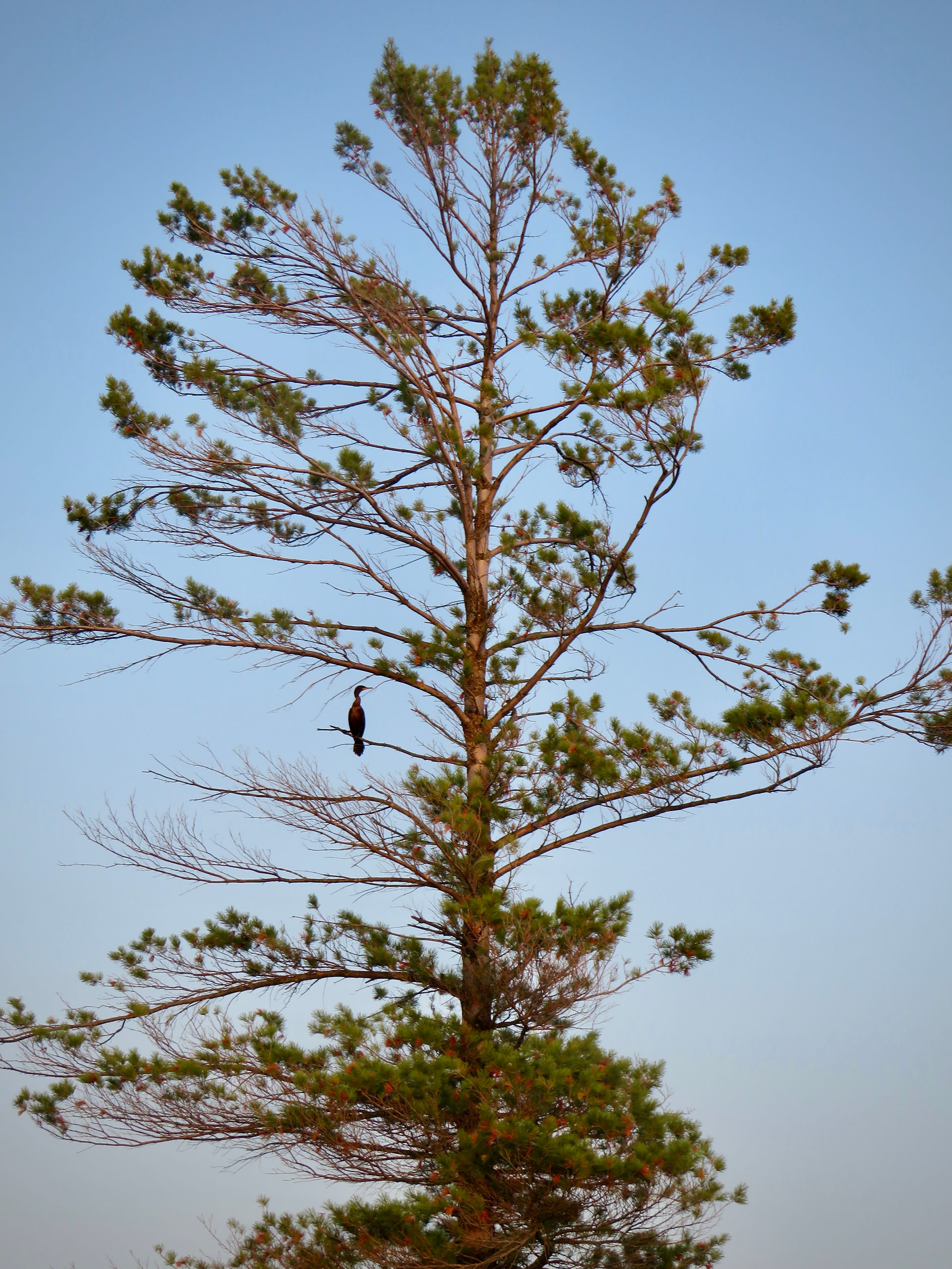 Double-crested Cormorant perched in a tree
