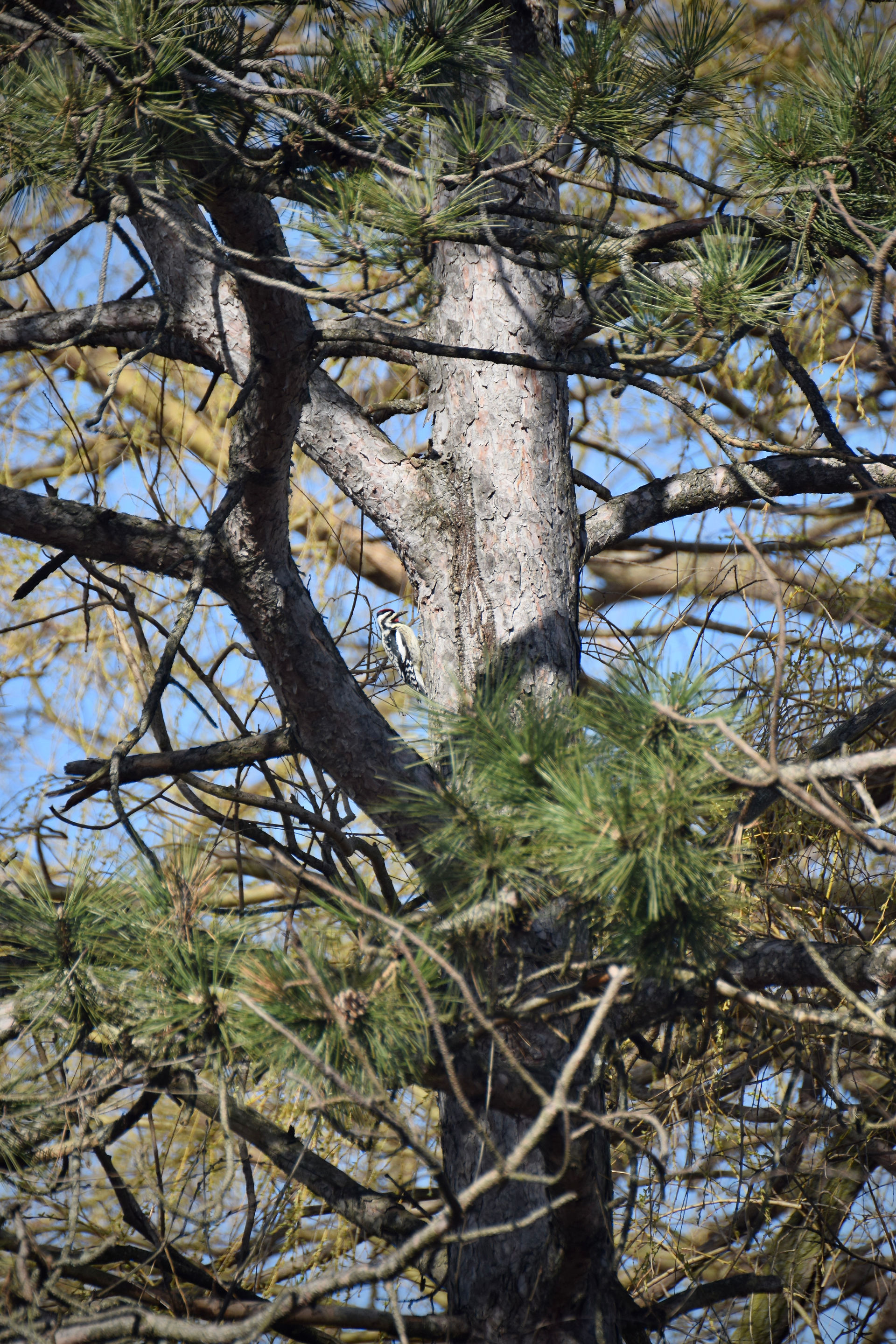 Yellow-bellied sapsucker