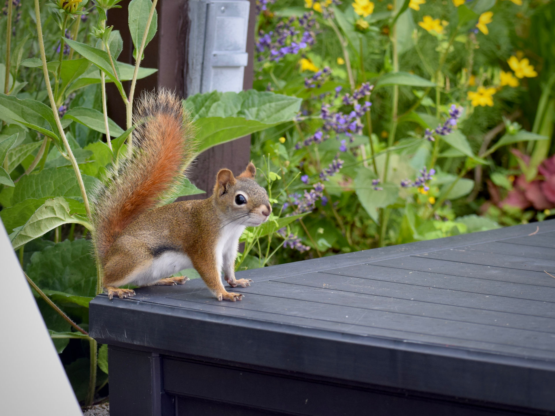 Red Squirrel