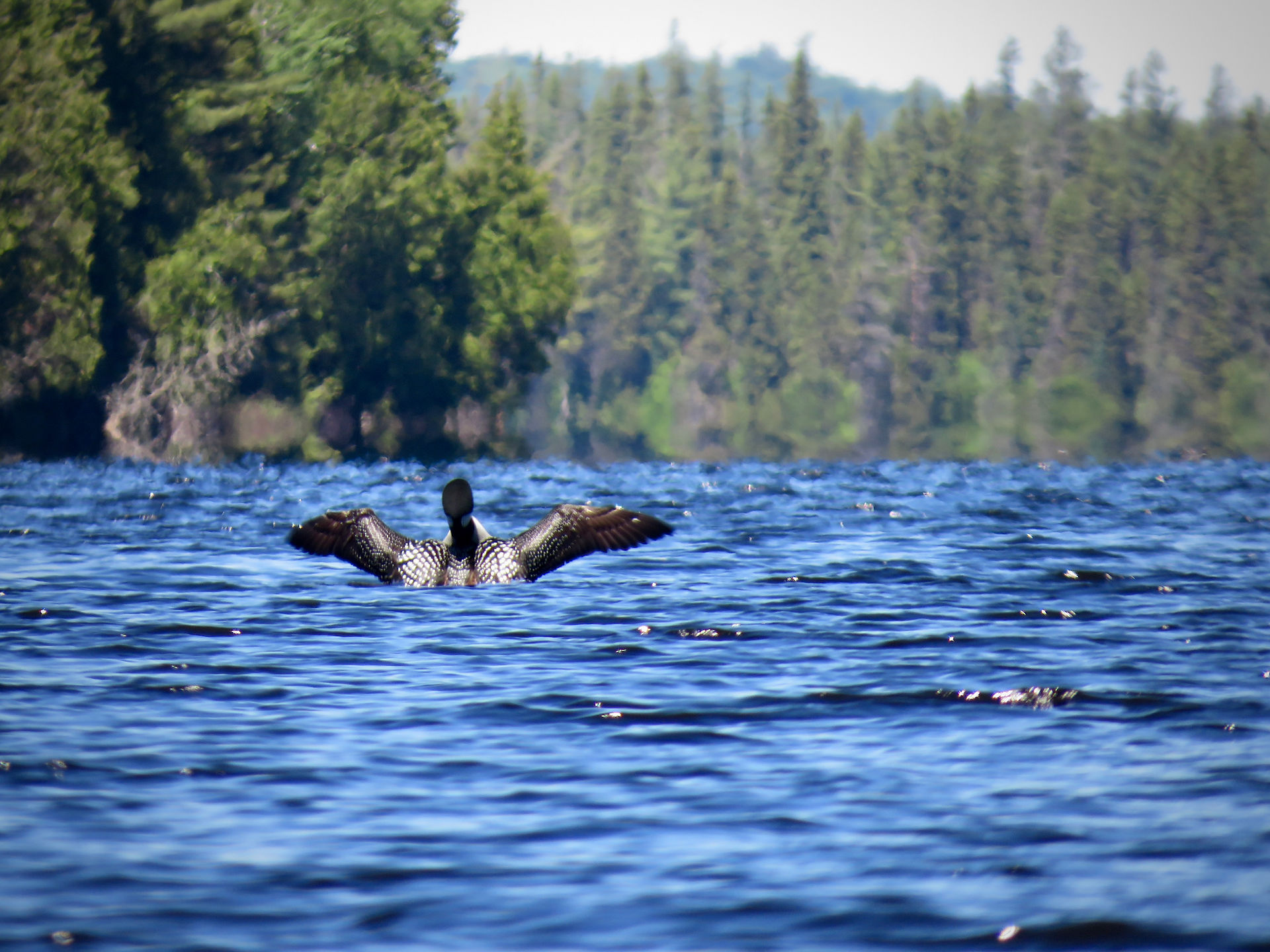 Common Loon with wings spread