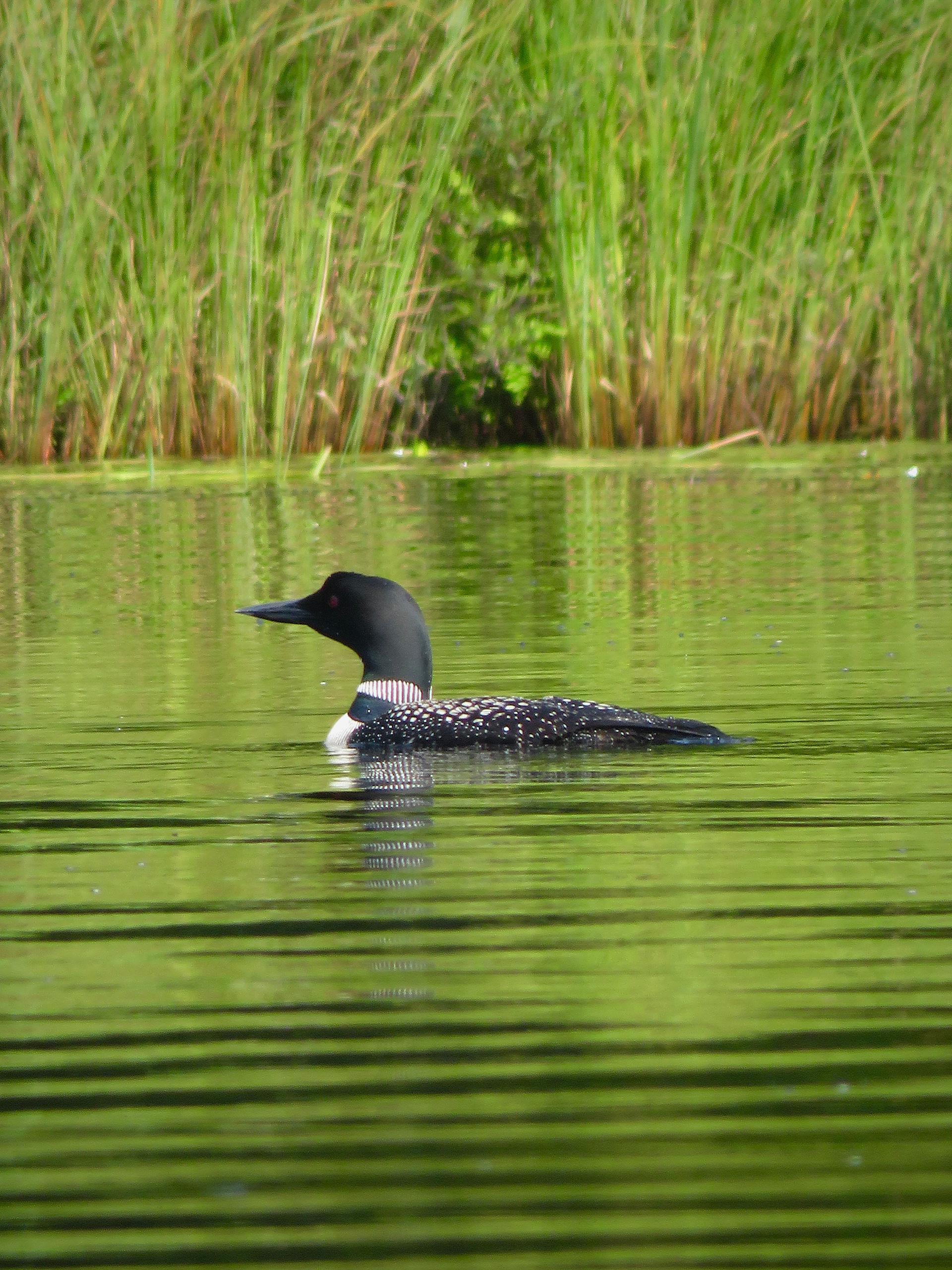 Common Loon