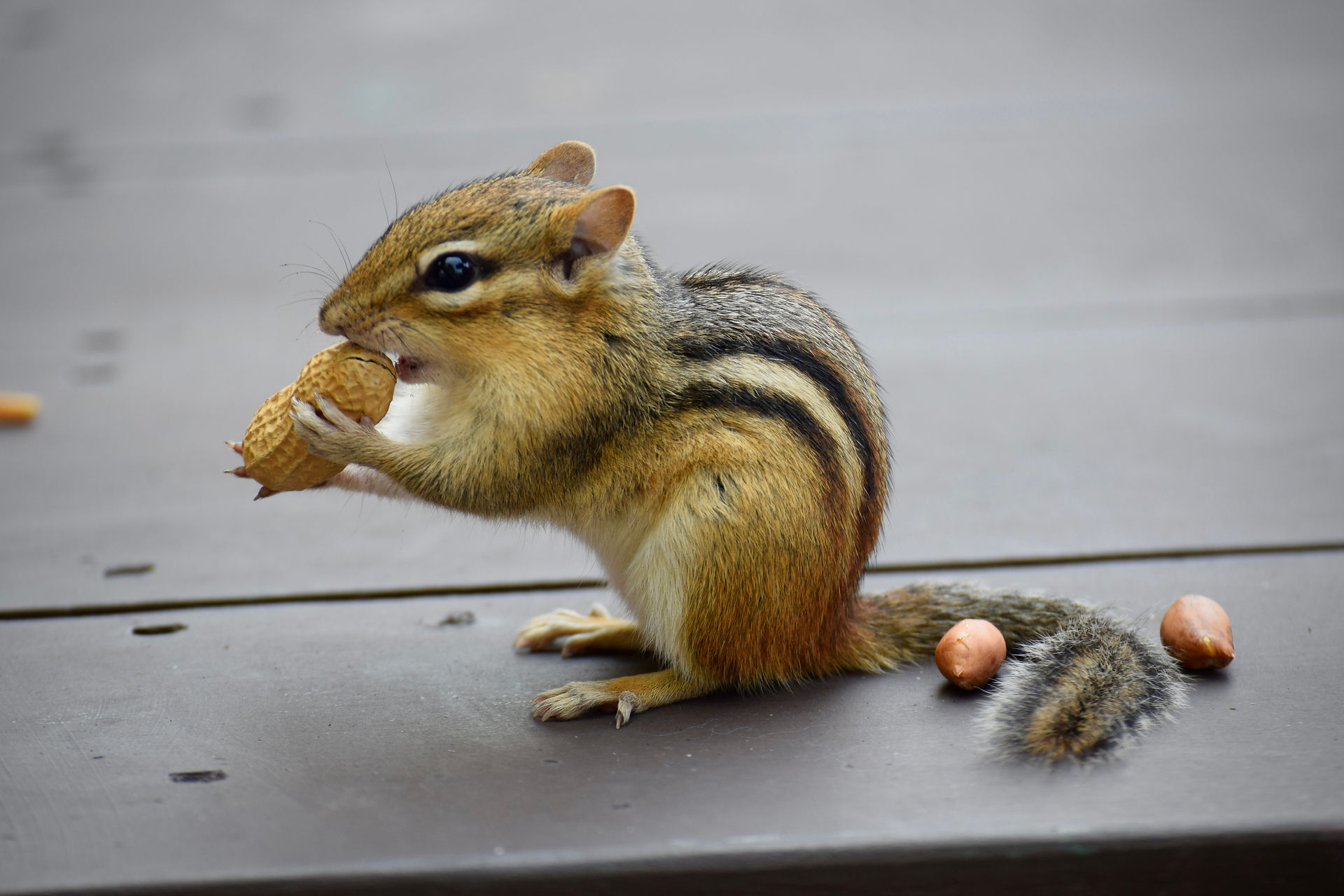 Eastern Chipmunk