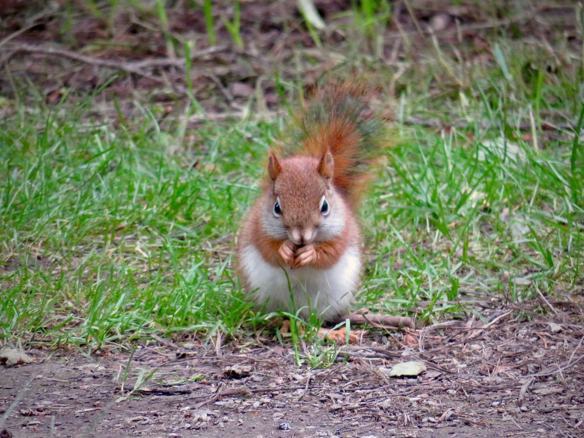 Red Squirrel