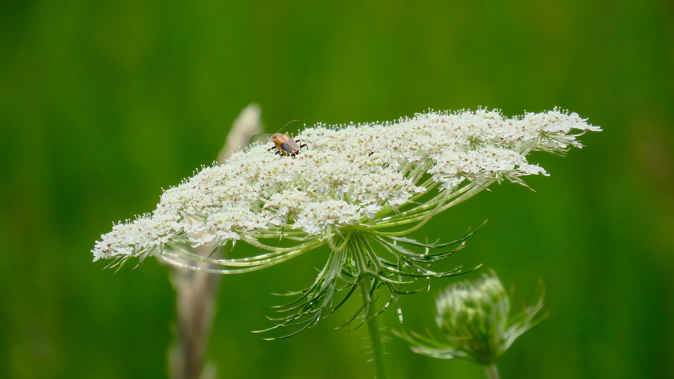Insect on Queen Anne's Lace flower