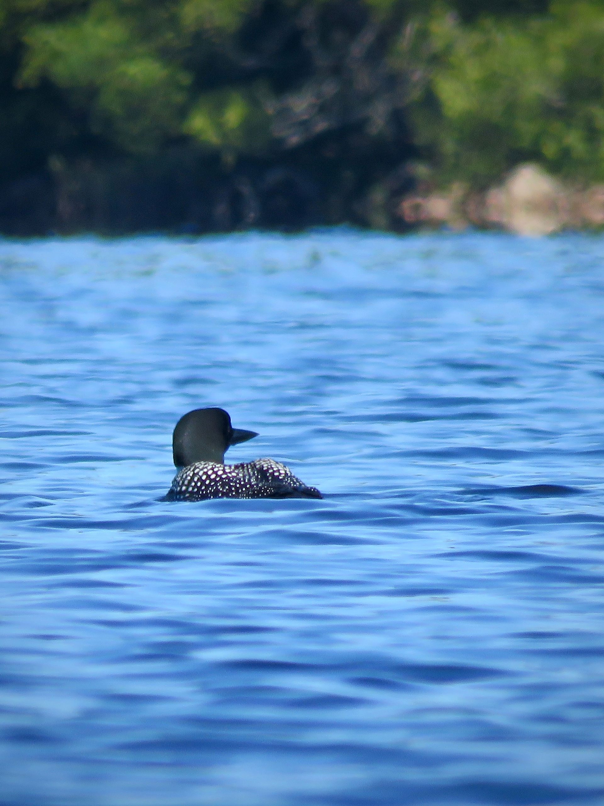 Common Loon