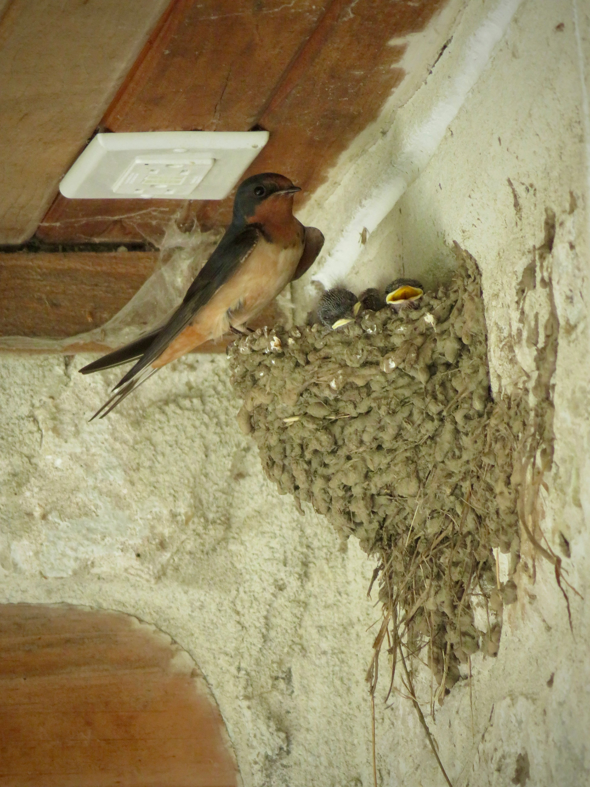 Barn Swallows