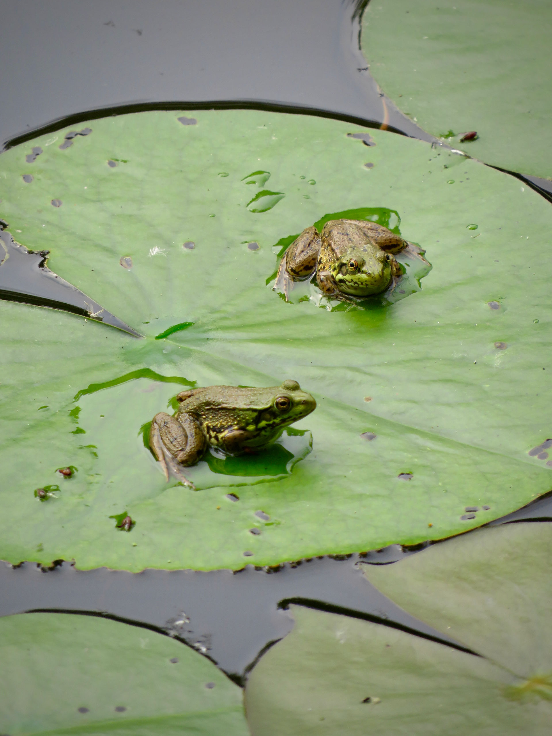 Green Frogs