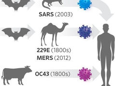 Informações e links úteis sobre o vírus SARS-CoV-2 e a doença COVID-19