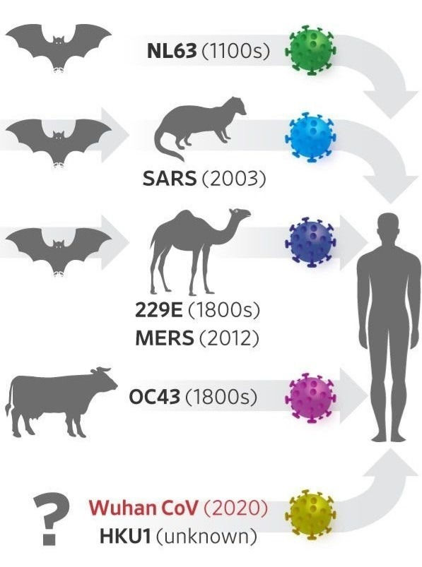 Esquema com as espécies hospedeiras de vírus e respectivas infecções. Directa ou indirectamente os vírus acabam por ultrapassar a barreira da espécie e infectam os humanos.