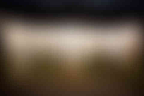 illustrator_Egyptian cat-.jpg